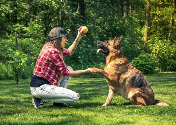 Guide Dog Trainer Essentials