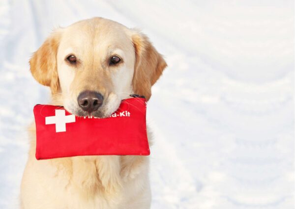 Pet First Aid Certification